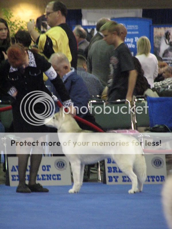 Went to the Eukanuba National Dog Show